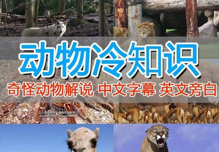外面卖1699的国外纪录片解说（动物解说、美食、动画片）稳过中视频风钥吧-网创项目资源站-副业项目-创业项目-搞钱项目风钥吧